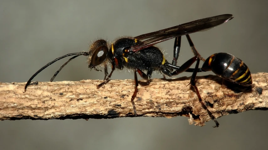 mud dauber invasive wasp